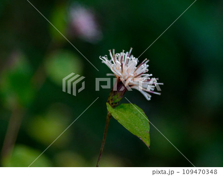 キク科コウヤボウキの開花 109470348