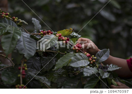 Coffee farmer picking ripe cherry beans Coffee farmer picking ripe cherry beans 109470397