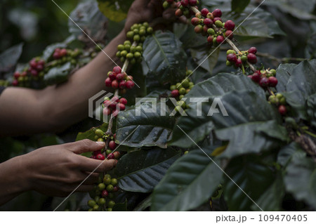 Coffee farmer picking ripe cherry beans 109470405
