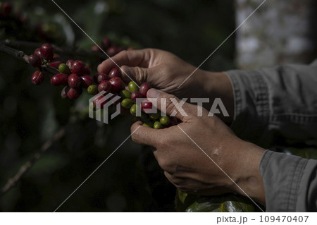 Coffee farmer picking ripe cherry beans 109470407