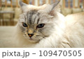 ミヌエットの顔 109470505