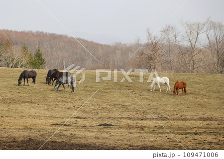 サラブレッドたちが草を食べるのどかな牧場の風景 109471006