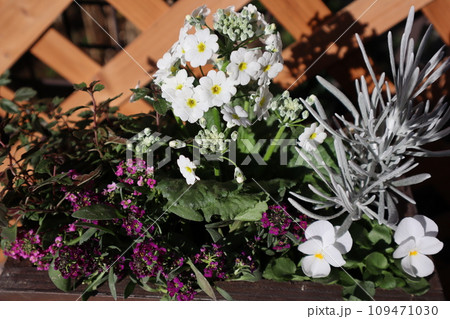 白いプリムラの花寄せ植え 白いプリムラの花寄せ植え 109471030