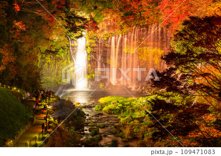 《静岡県》白糸の滝・秋の紅葉ライトアップ 《静岡県》白糸の滝・秋の紅葉ライトアップ 109471083