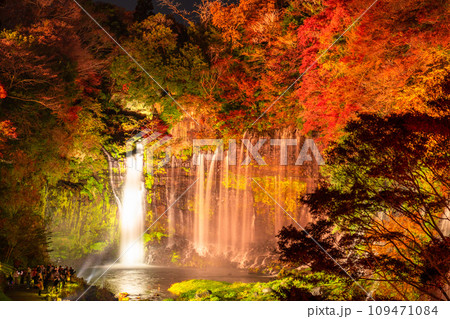 《静岡県》白糸の滝・秋の紅葉ライトアップ 109471084