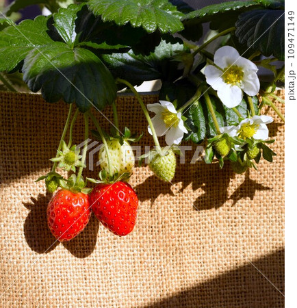 自宅で育てた秋の四季なりイチゴ、鉢植えの冬の四季なり苺 109471149