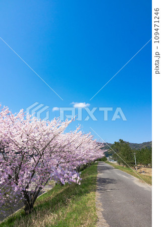 穏やかな青空と満開の桜並木 穏やかな青空と満開の桜並木 109471246