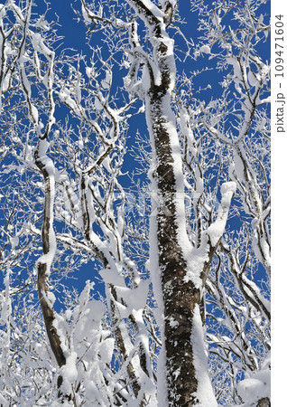 姫神山登山道わきの雪化粧した木々 姫神山登山道わきの雪化粧した木々 109471604