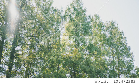 大きな木 109472383