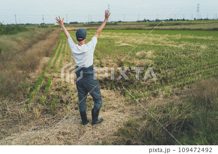 rice farming rice farming 109472492