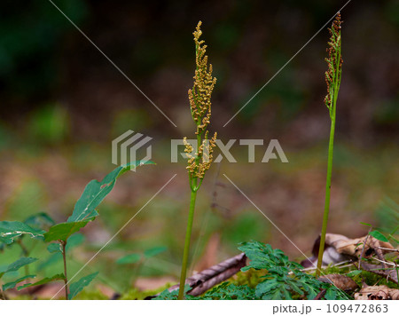 冬緑性羊歯植物ハナヤスリ科フユノハナワラビの胞子葉 冬緑性羊歯植物ハナヤスリ科フユノハナワラビの胞子葉 109472863