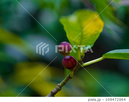 クワ科ホソバイヌビワの淡紅色の果実 クワ科ホソバイヌビワの淡紅色の果実 109472864