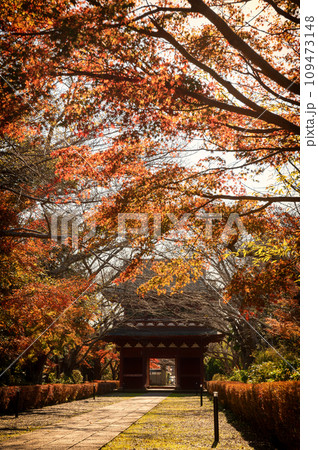 茨城県潮来市 紅葉の長勝寺 茨城県潮来市 紅葉の長勝寺 109473148