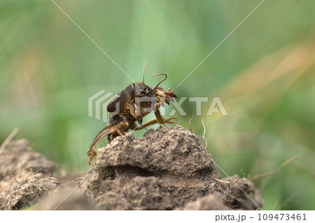 Gryllotalpa gryllotalpa (European mole cricket) Gryllotalpa gryllotalpa (European mole cricket) 109473461