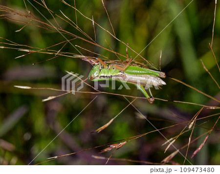 草の茎に止まるバッタ科コバネイナゴ♀ 109473480