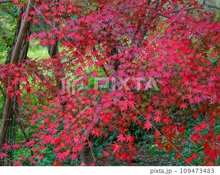 真っ赤な紅葉イロハカエデ 真っ赤な紅葉イロハカエデ 109473483