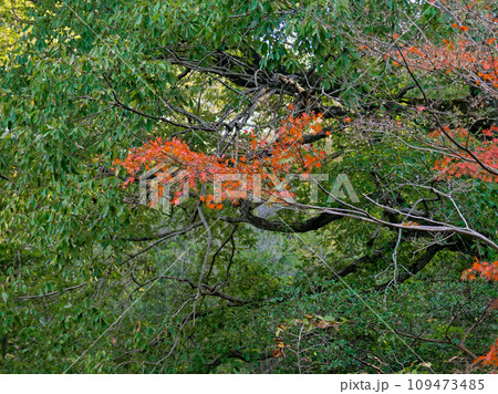 イロハモミジの紅葉 109473485
