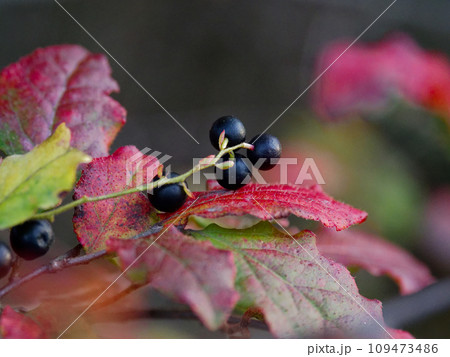 ナツハゼの熟した黒い実 109473486