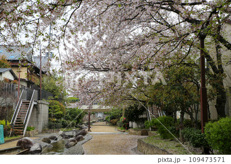 桜の咲く公園 109473571