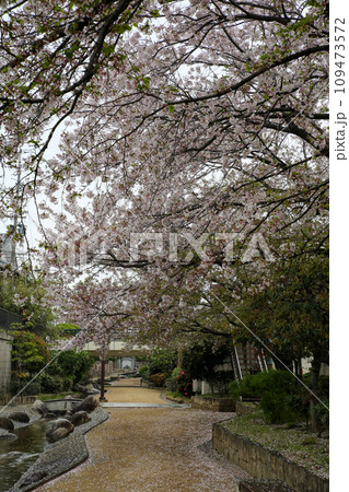 日本の住宅街の公園 109473572