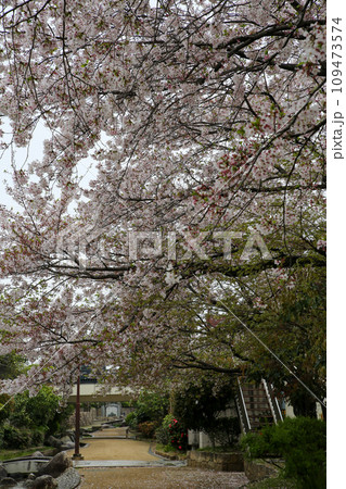 桜の満開の公園 109473574