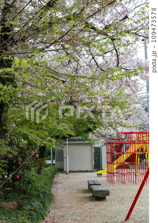 桜咲く公園 109473578
