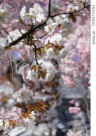 満開の山桜 109473593