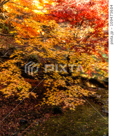 茨城県常陸大宮市　紅葉の西山御殿 109473684