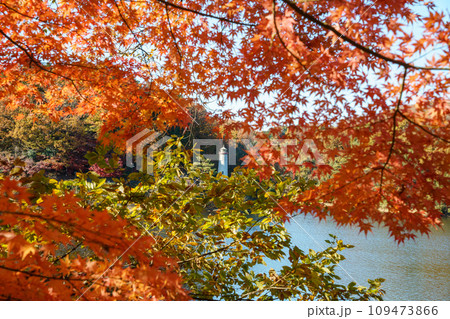 紅葉のモミジと灯台 紅葉のモミジと灯台 109473866