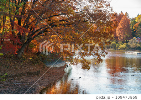 紅葉の宮沢湖 紅葉の宮沢湖 109473869
