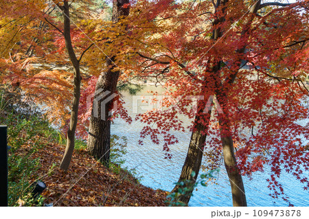 紅葉の宮沢湖 紅葉の宮沢湖 109473878