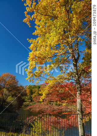 紅葉の宮沢湖 紅葉の宮沢湖 109473879