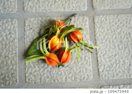 クチナシの実 クチナシの実 109473949