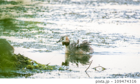 The water bird Great crested Grebe, Podiceps cristatus, swimming in the lake, and its cute babies riding on its back 109474316