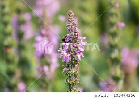 A bee collects pollen on Purple Betony flowers or Betony, Wood Betony, Bishopwort, Bishop's Wort. A bee collects pollen on Purple Betony flowers or Betony, Wood Betony, Bishopwort, Bishop's Wort. 109474356