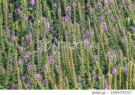 Close up of stachys officinalis, Betonica officinalis foliage. 109474357