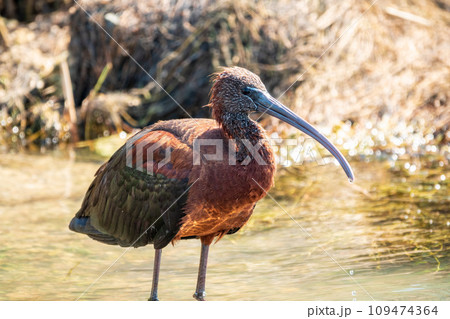 The glossy ibis, latin name Plegadis falcinellus, searching for food in the shallow lagoon. The glossy ibis, latin name Plegadis falcinellus, searching for food in the shallow lagoon. 109474364