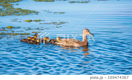 A family of ducks, a duck and its little ducklings are swimming in the water. The duck takes care of its newborn ducklings. Mallard, lat. Anas platyrhynchos 109474367
