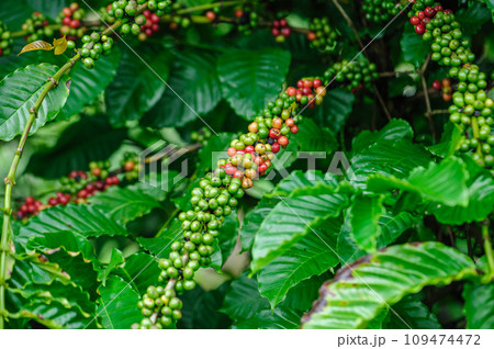 Coffee beans grow on tree 109474472