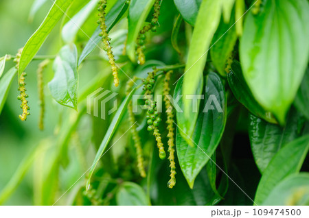 Black pepper fruits grow on tree in garden 109474500