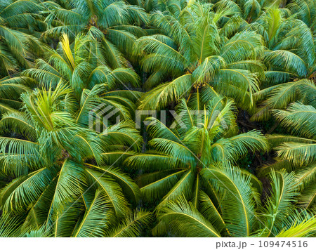 palm trees with coconut grow on it in field 109474516
