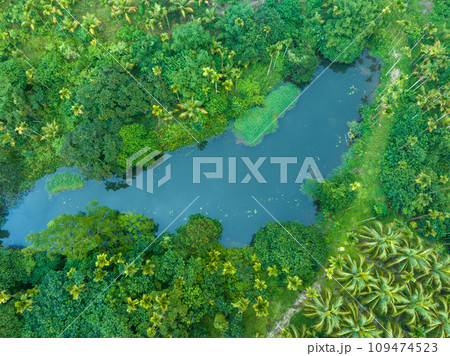 palm trees with coconut grow on it in field 109474523