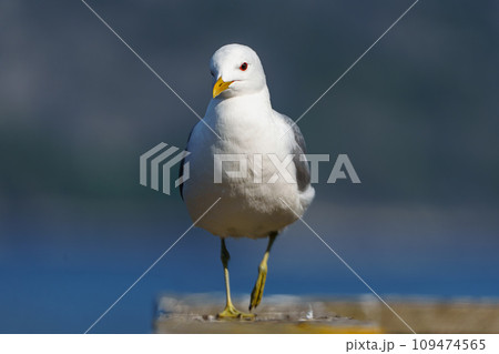 Majestic Northern Norwegian Seagull Close-up Photography with Stunning Feather Details 109474565