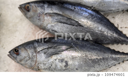 Tuna Mackerel fish fresh in the ice, local produce fish, japanese katsuo fish, or bonito tuna or cakalang or tongkol Tuna Mackerel fish fresh in the ice, local produce fish, japanese katsuo fish, or bonito tuna or cakalang or tongkol 109474601
