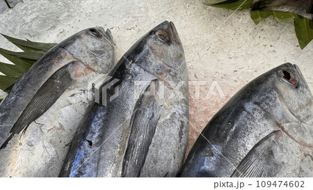 Tuna Mackerel fish fresh in the ice, local produce fish, japanese katsuo fish, or bonito tuna or cakalang or tongkol Tuna Mackerel fish fresh in the ice, local produce fish, japanese katsuo fish, or bonito tuna or cakalang or tongkol 109474602