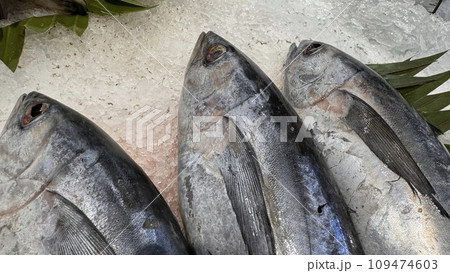 Tuna Mackerel fish fresh in the ice, local produce fish, japanese katsuo fish, or bonito tuna or cakalang or tongkol 109474603