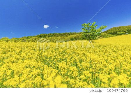 春の三ノ倉高原(スキー場)花畑　菜の花　福島県喜多方市 109474766