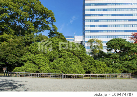 東京都 浜離宮恩賜庭園 三百年の松 東京都 浜離宮恩賜庭園 三百年の松 109474787