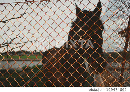 Beautiful black horse silhouette behind a fence. Farmland stable. Rural farm animals. Riding school. Portrait of a beautiful Spanish horse. Eumelanin equine in the evening. Abstract animal theme. Beautiful black horse silhouette behind a fence. Farmland stable. Rural farm animals. Riding school. Portrait of a beautiful Spanish horse. Eumelanin equine in the evening. Abstract animal theme. 109474863
