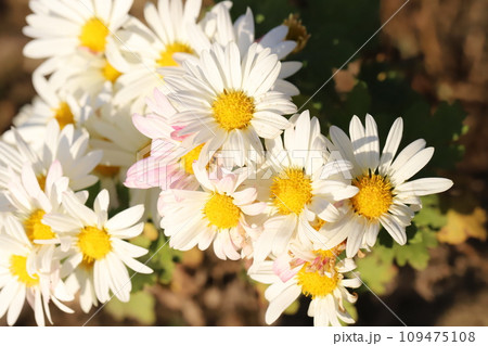 秋の庭に咲く白いスプレーギクの花 109475108